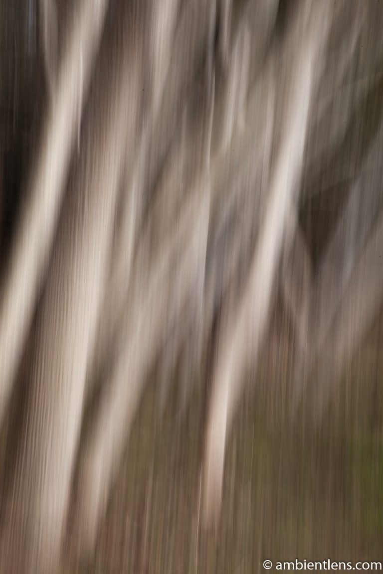 Forest and Trees 7 (ABS)