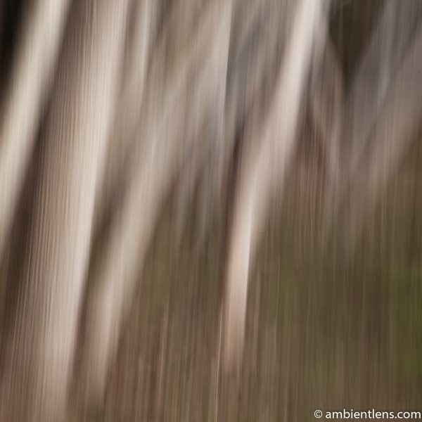 Forest and Trees 7 (ABS SQ)