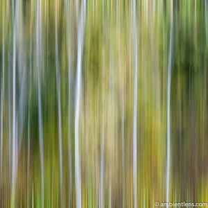 Forest and Trees 3 (ABS SQ)