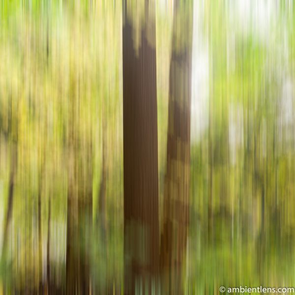 Forest and Trees 1 (ABS SQ)