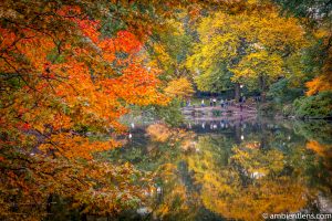 Autumn at the Pond in Central Park 1