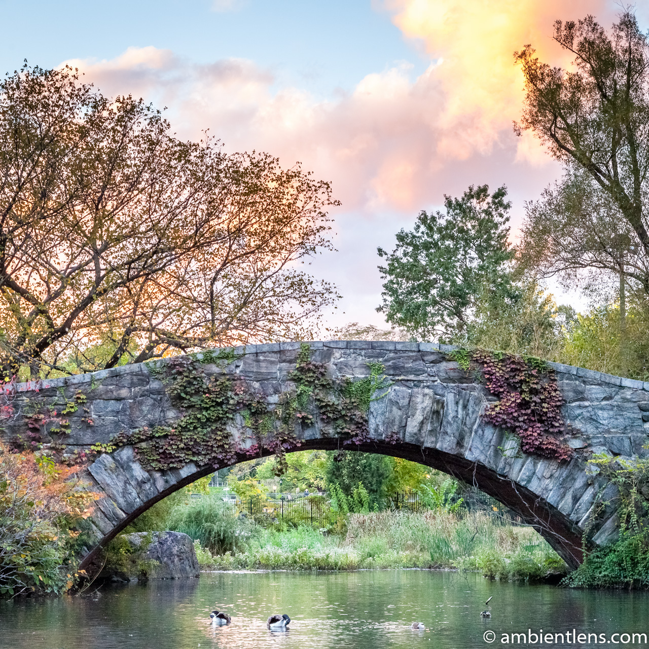 Gapstow Bridge and The Pond 2 (SQ) Ambient Lens