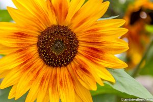 Orange Sunflower 13