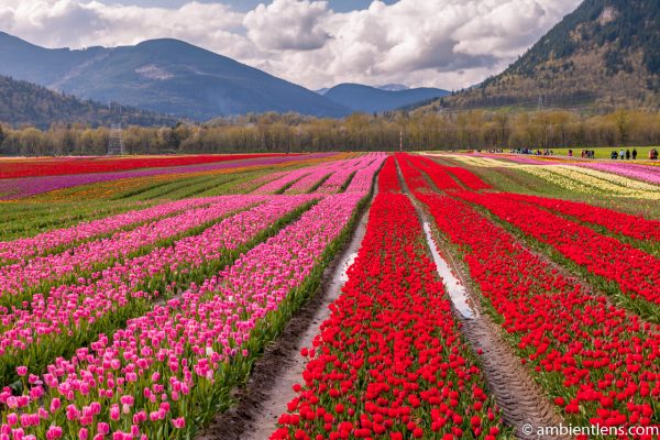 Pink and Red Tulips