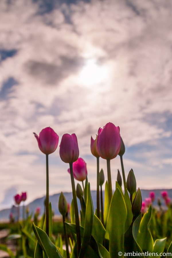 Pink Tulips 5