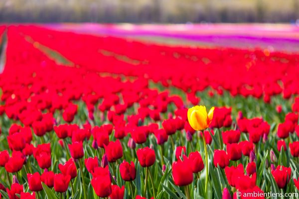 Red Tulips 2