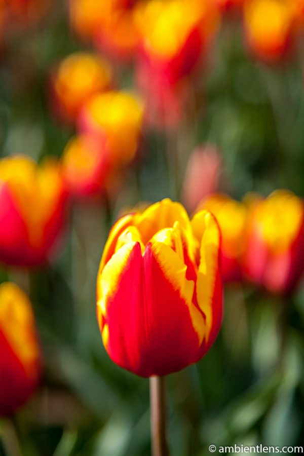 Orange and Yellow Tulips 3