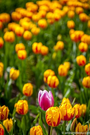 Orange and Yellow Tulips 4