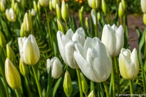 White Tulips 1