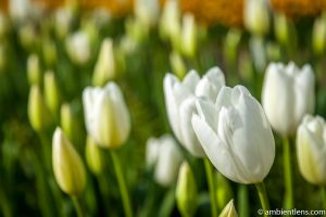 White Tulips 2