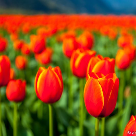 Orange Tulips 3