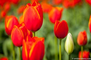 Orange Tulips 6