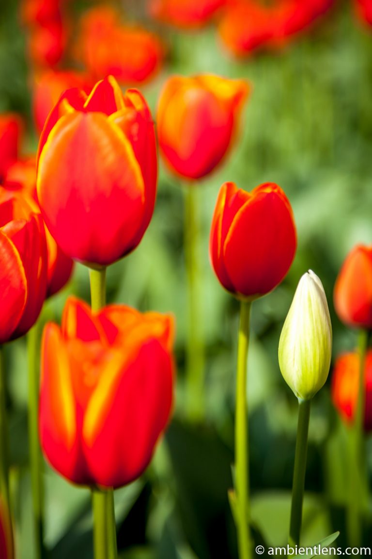 Orange Tulips 7