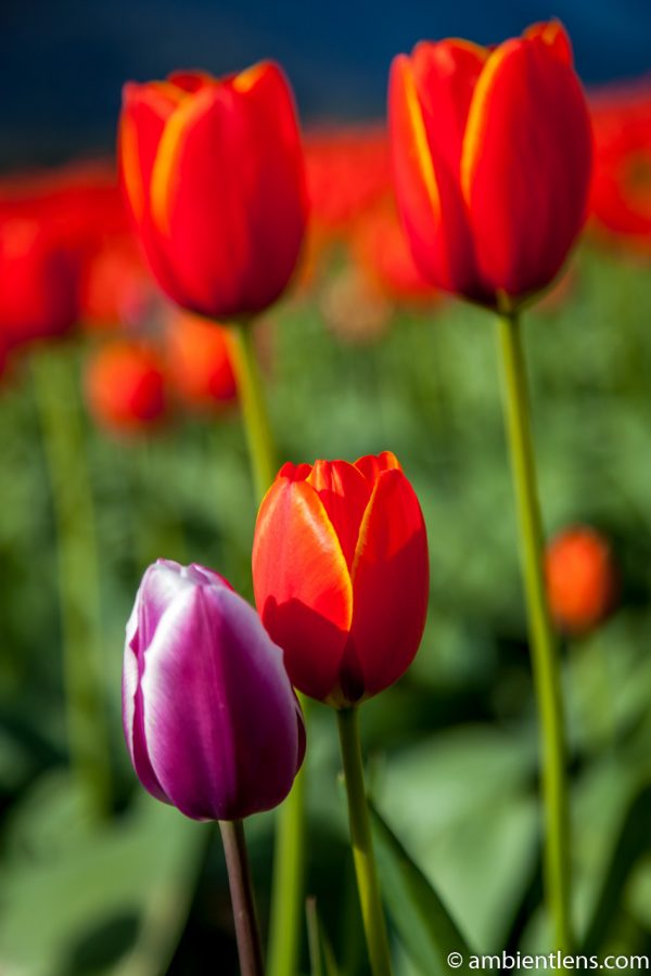Orange Tulips 9
