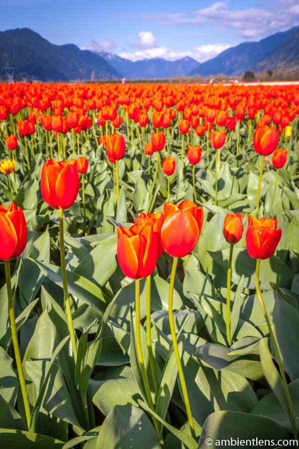 Orange Tulips 11