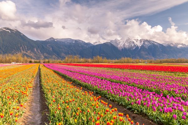 Rows of Tulips 1