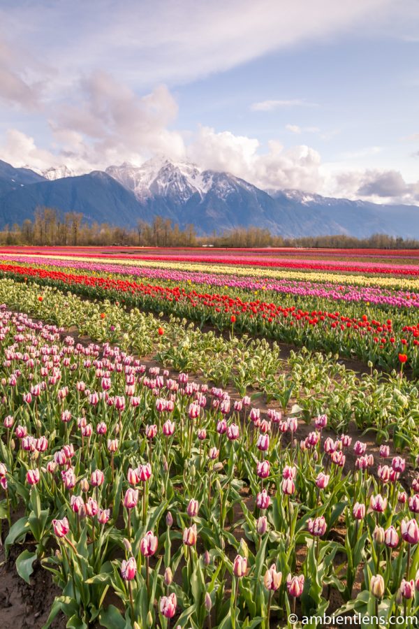 Rows of Tulips 2