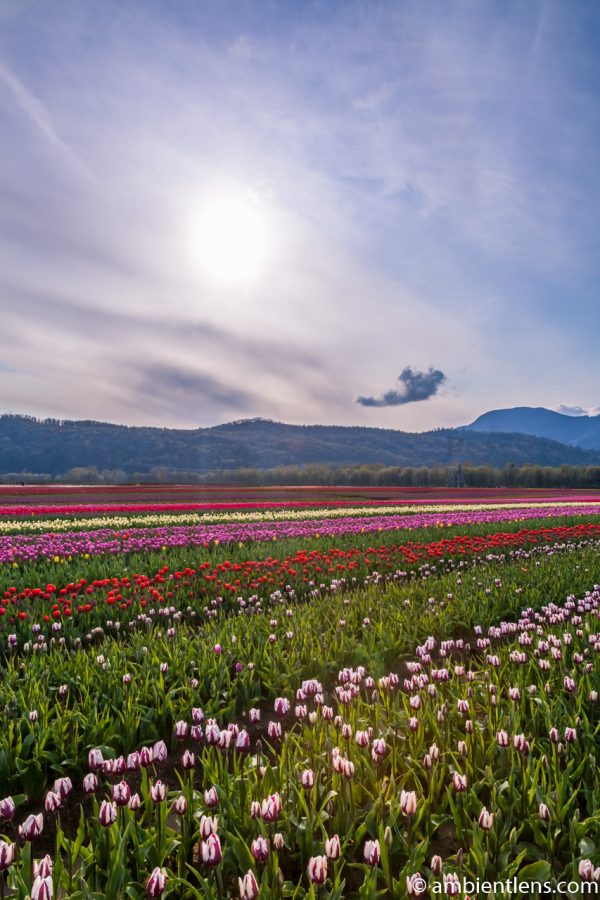 Rows of Tulips 3