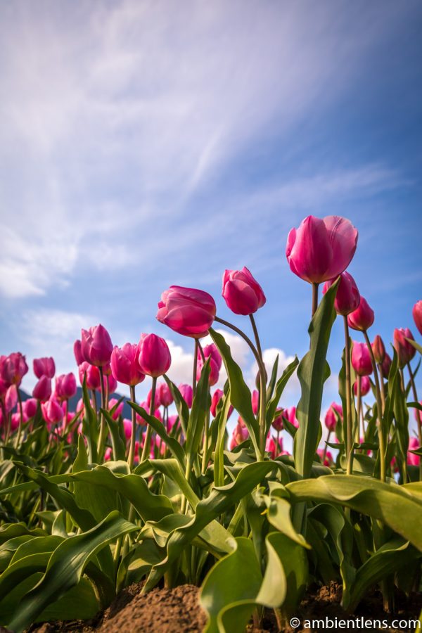 Pink Tulips 6