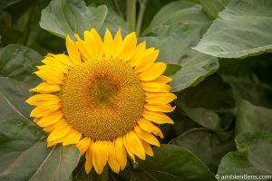 Orange Sunflower 14
