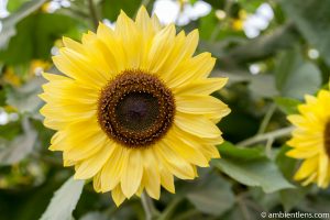 Yellow Sunflower 2