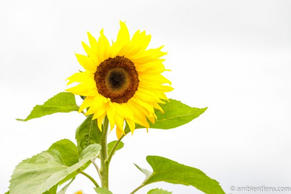 Orange Sunflower 15