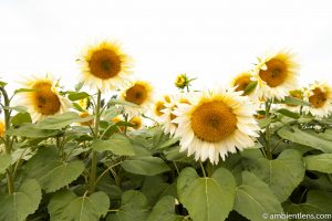 White Sunflowers 1
