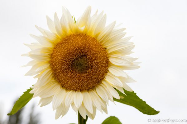 White Sunflower 6