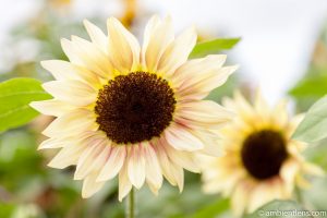 White Sunflower 3