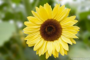 Yellow Sunflower 1
