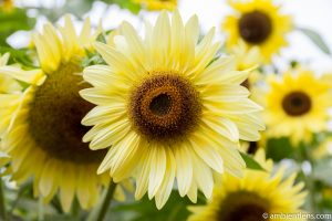Yellow Sunflowers 1
