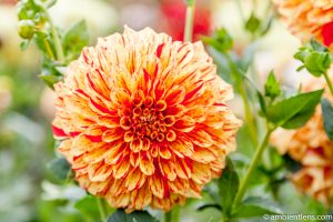 Orange and Red Dahlia 1
