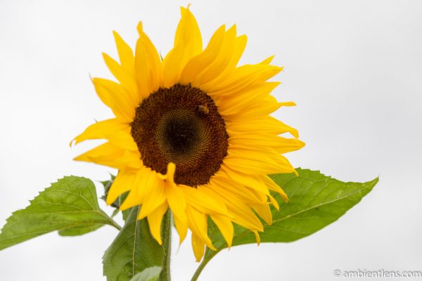 Orange Sunflower 10