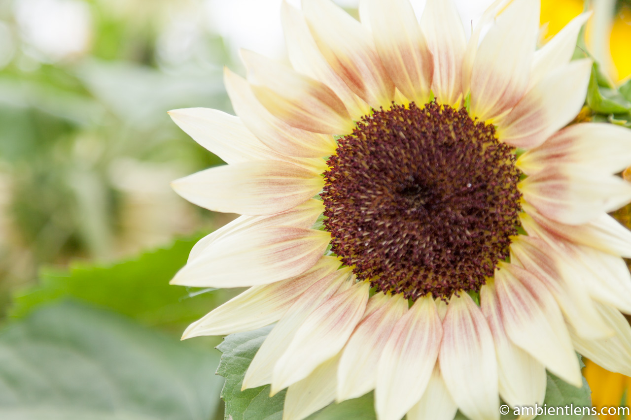 White Sunflower 2 White Sunflower 2