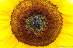 Orange Sunflower 7