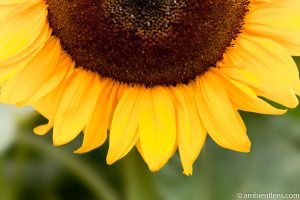 Orange Sunflower 6