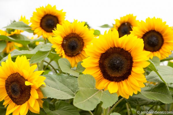 Orange Sunflowers 4