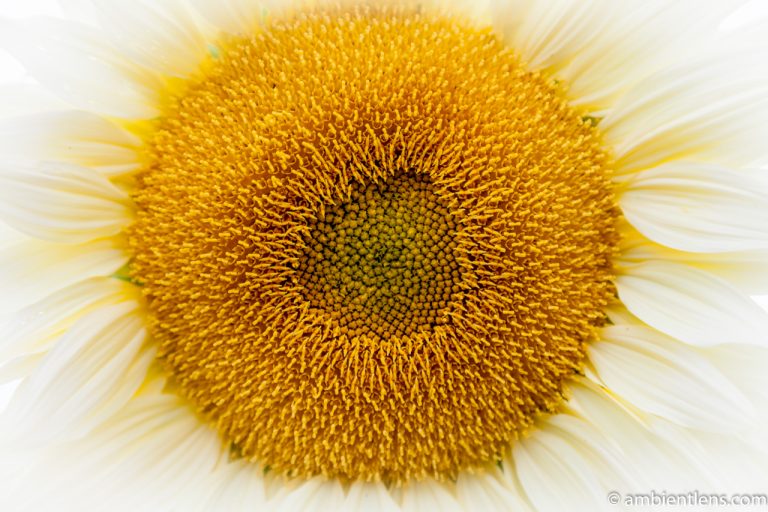 White Sunflower 1