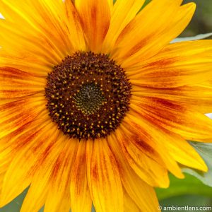 Orange Sunflower 13 (SQ)