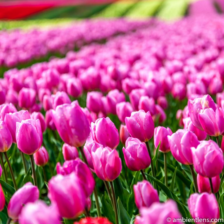 Pink Tulips 2 (SQ)