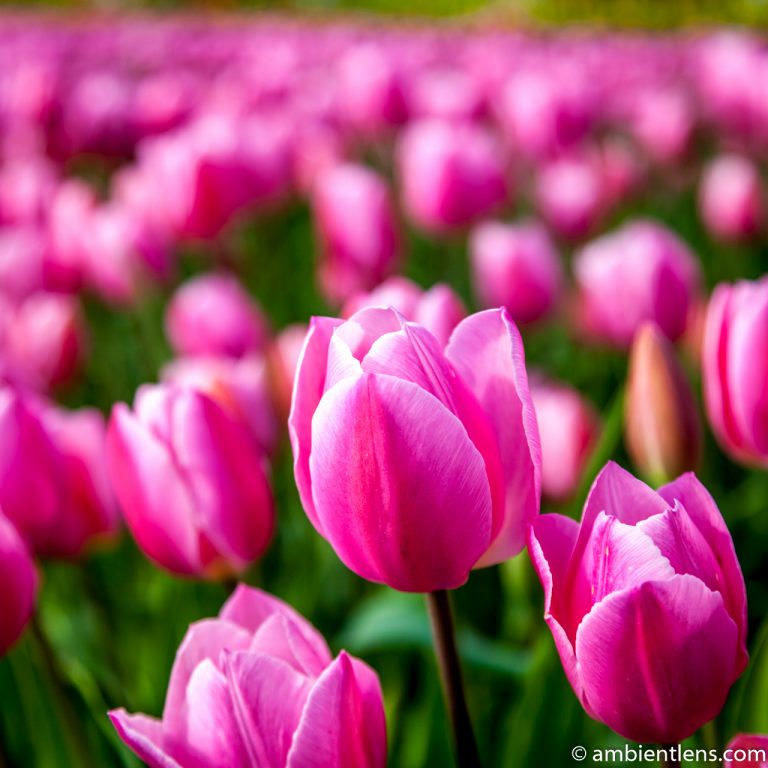 Pink Tulips 3 (SQ)