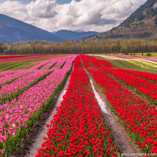 Pink and Red Tulips (SQ)