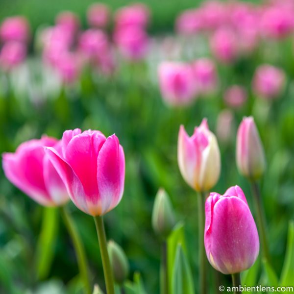 Pink Tulips 4 (SQ)