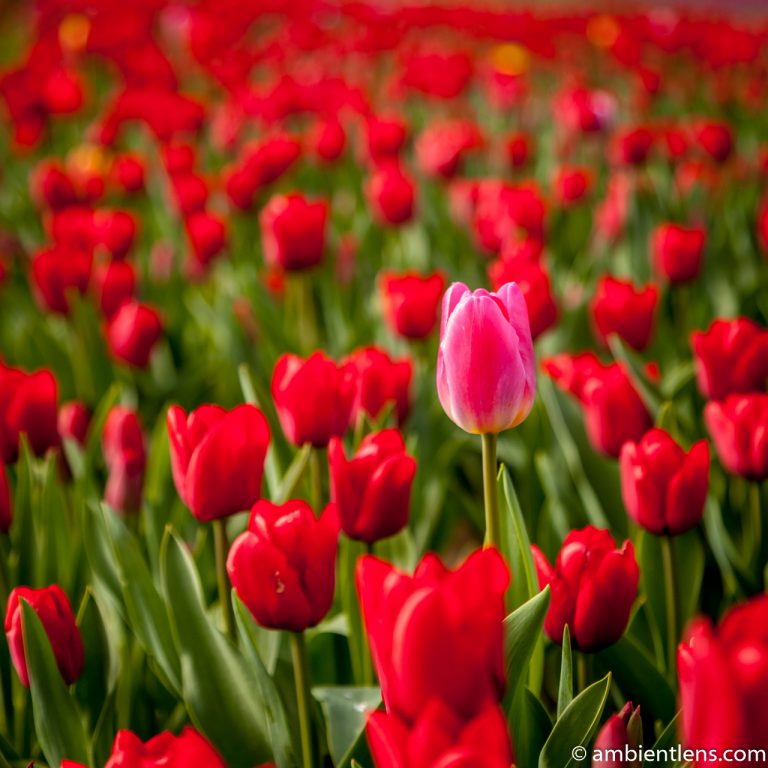 Red Tulips 1 (SQ)