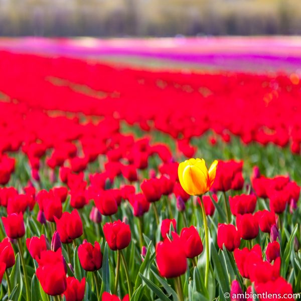 Red Tulips 2 (SQ)