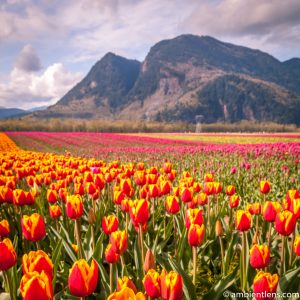 Orange and Yellow Tulips 2 (SQ)