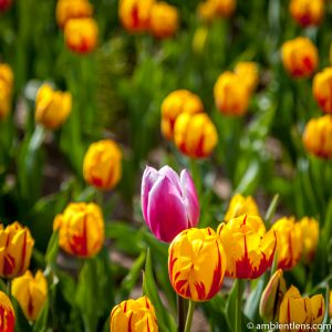 Orange and Yellow Tulips 4 (SQ)
