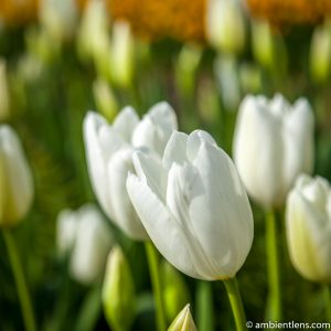 White Tulips 2 (SQ)