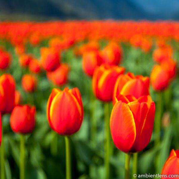 Orange Tulips 3 (SQ)