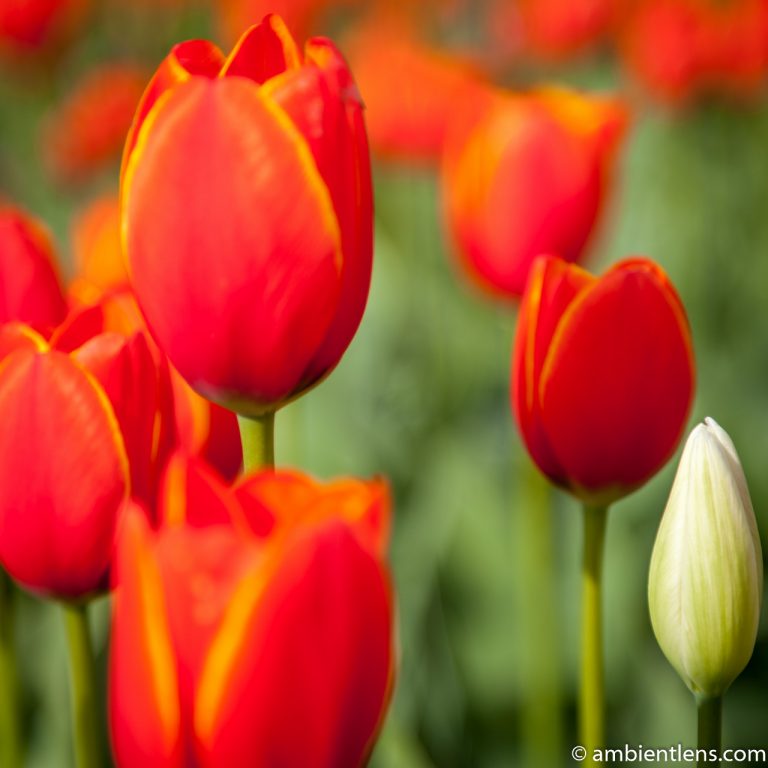 Orange Tulips 6 (SQ)